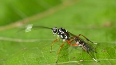 Glabridorsum stokesii