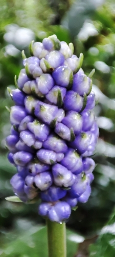 Dichorisandra paranaensis, photograph 5