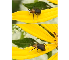 Horciasinus argentinus