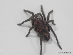 Plesiopelma