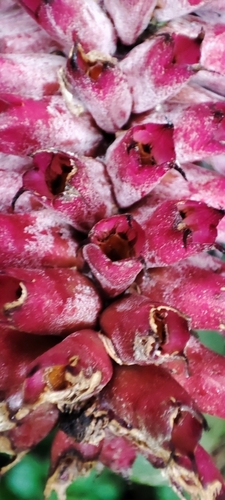Image of Aechmea cylindrata by (c) Maike Letícia Link Bianchini, some rights reserved (CC BY)