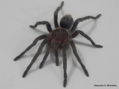 Plesiopelma