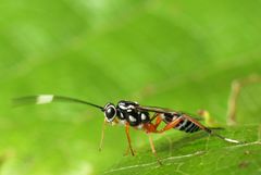 Glabridorsum stokesii