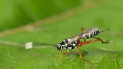 Glabridorsum stokesii