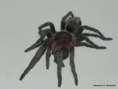 Plesiopelma