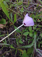 Calochortus uniflorus