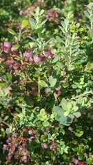 Vaccinium darrowii image