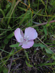 Calochortus uniflorus