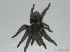 Plesiopelma