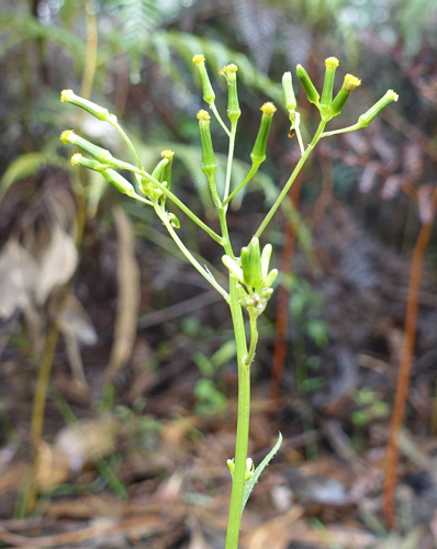 Image of Senecio prenanthoides by (c) yatesy, some rights reserved (CC BY)