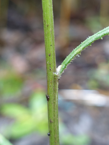 Image of Senecio prenanthoides by (c) yatesy, some rights reserved (CC BY)
