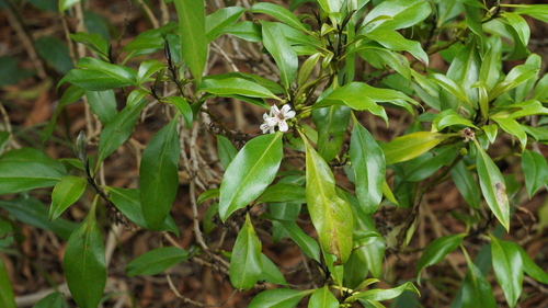 Myoporum obscurum observed 2023-11-27