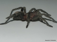 Plesiopelma