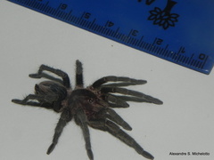 Plesiopelma