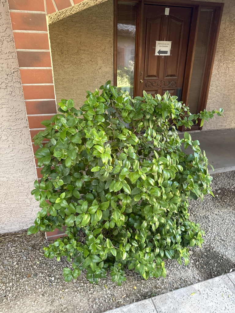 plants-from-e-guadalupe-rd-tempe-az-us-on-november-27-2023-at-03-17
