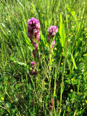 Castilleja densiflora