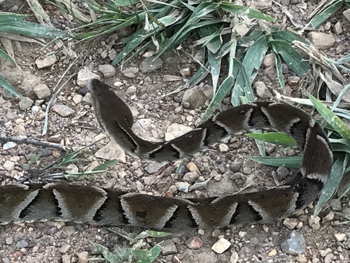 Photo of a Brazilian Lancehead (Bothrops moojeni)