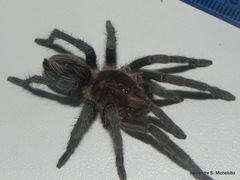 Plesiopelma