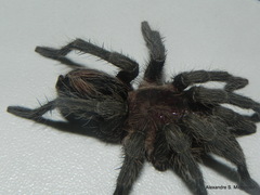 Plesiopelma