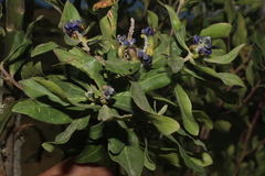 Monnina obtusifolia