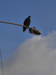 Cathartes aura image