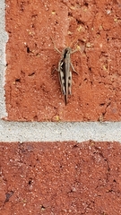 Melanoplus cinereus