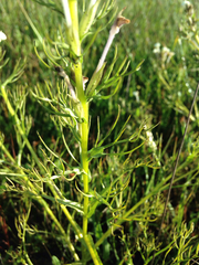 Triphysaria versicolor