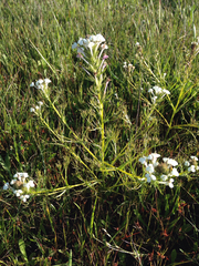 Triphysaria versicolor