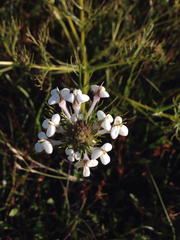 Triphysaria versicolor