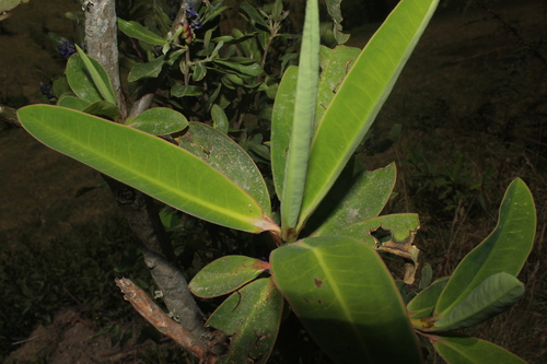 Image of Euphorbia laurifolia by (c) Franklin Checa, some rights reserved (CC BY-SA)
