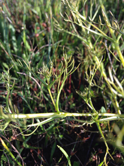 Triphysaria versicolor