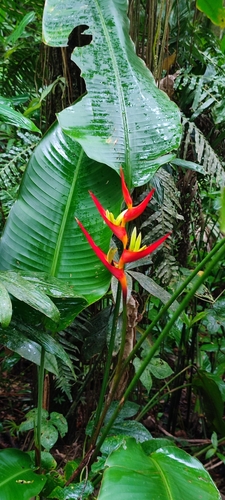 Image of Heliconia farinosa by (c) Maike Letícia Link Bianchini, some rights reserved (CC BY)