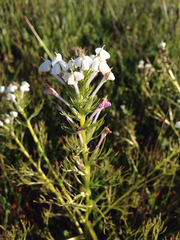 Triphysaria versicolor