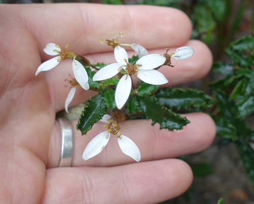 Image of Olearia erubescens by (c) yatesy, some rights reserved (CC BY)