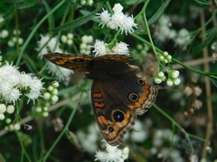 Junonia genoveva hilaris