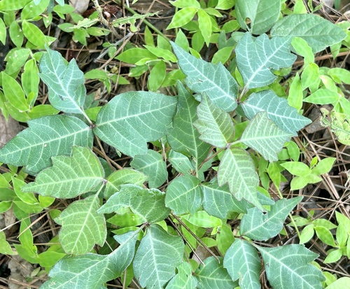 Toxicodendron radicans ssp. divaricatum
