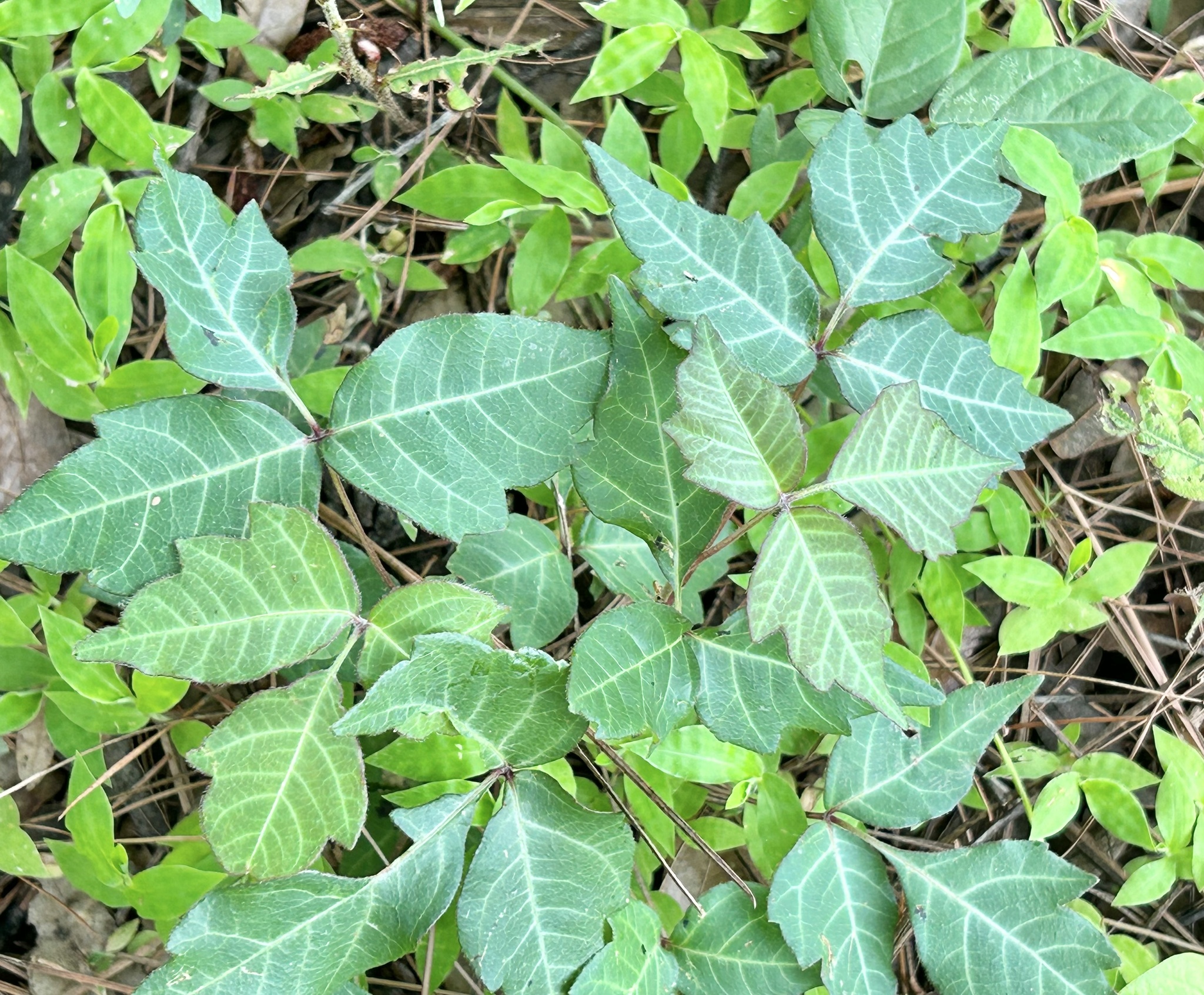 Toxicodendron radicans ssp. divaricatum