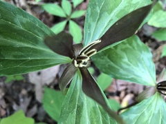Trillium gracile