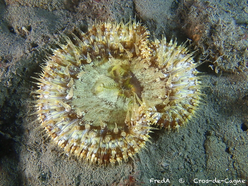 Daisy Anemone, photo 6 of 8