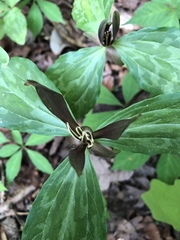 Trillium gracile