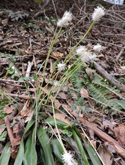 Carex fraseriana