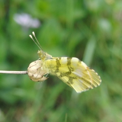 Anthocharis euphenoides