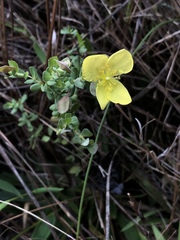 Hypericum suffruticosum