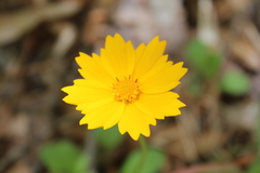 Coreopsis auriculata