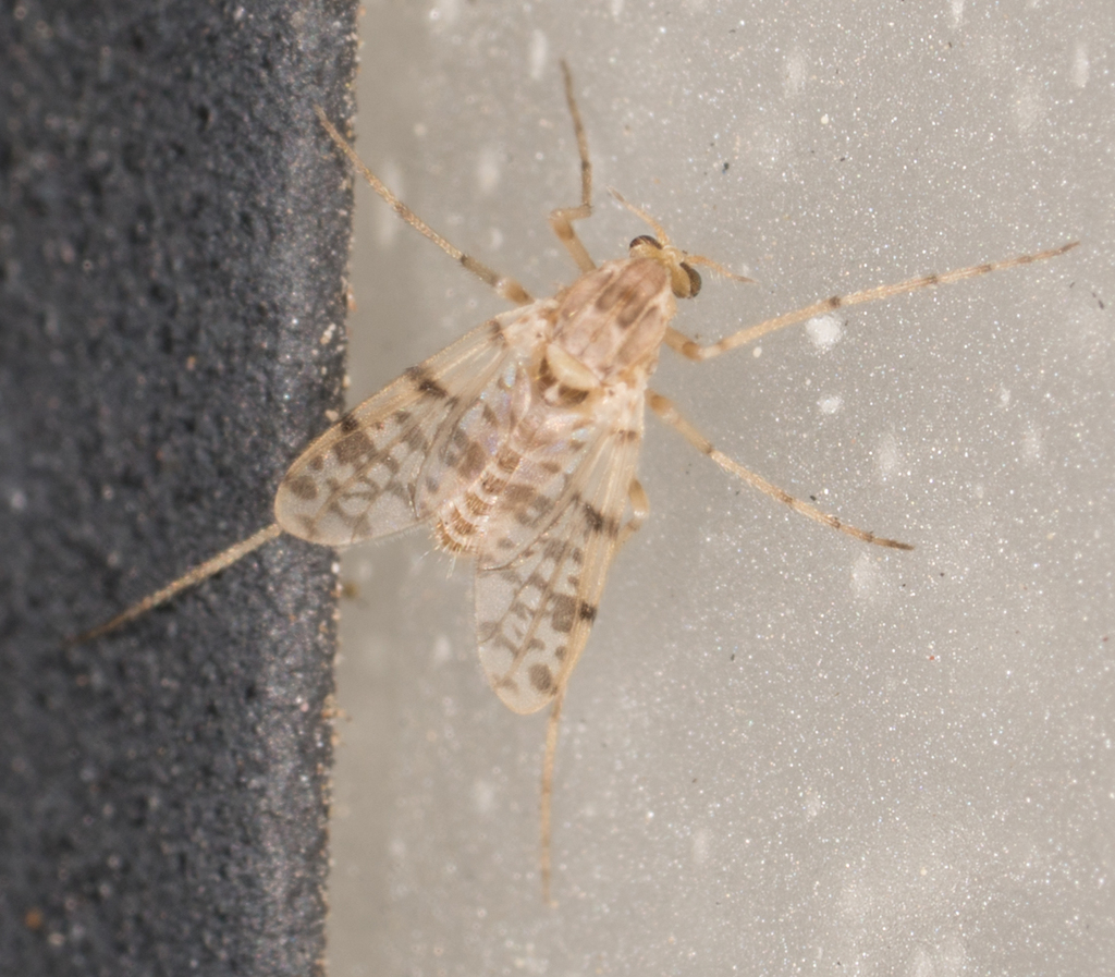 Thienemannimyia barberi