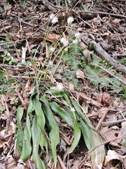 Carex fraseriana