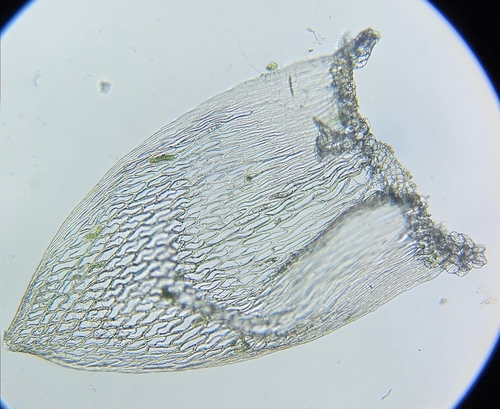Image of Five-ranked Bogmoss by (c) Helen Waterman, some rights reserved (CC BY)