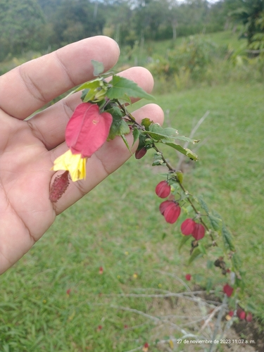 Image of Callianthe megapotamica by (c) Juan Cruzado Cortés, some rights reserved (CC BY)
