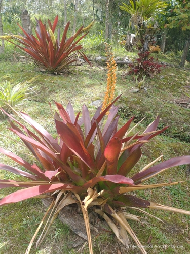 Aechmea latifolia (Aechmea latifolia)