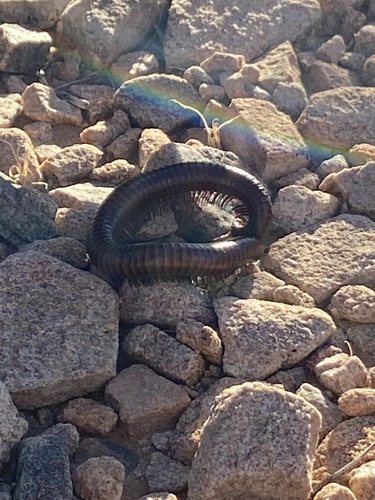 Desert Millipede